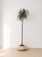 Einfache Palme/Drachenbaum 1,90m