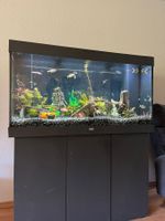 Aquarium 350 l inkl. Inhalt / Futter / Unterschrank