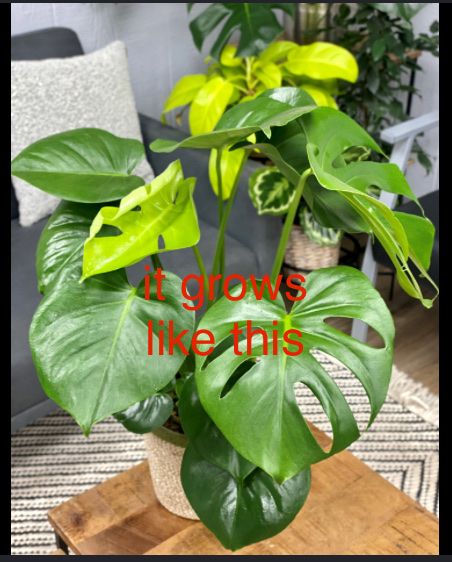 Piante & sementi: Monstera Plant Cutting  – Nuovo (secondo la descrizione) da Zürich venduto da val_7jy7 2
