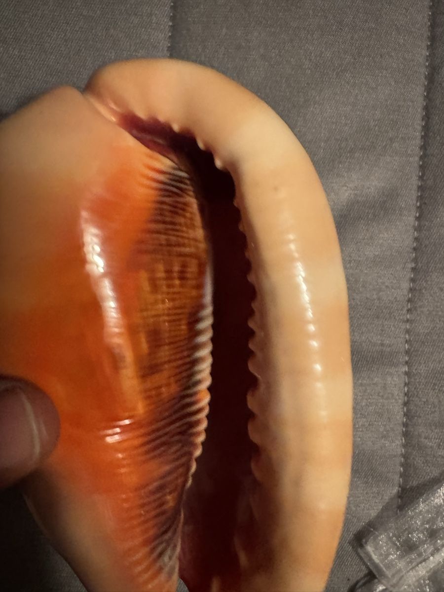 Tutte le decorazioni: Superbe Coquillage Décoratif Rare - – Usato da Martigny venduto da Mrtygn1 2