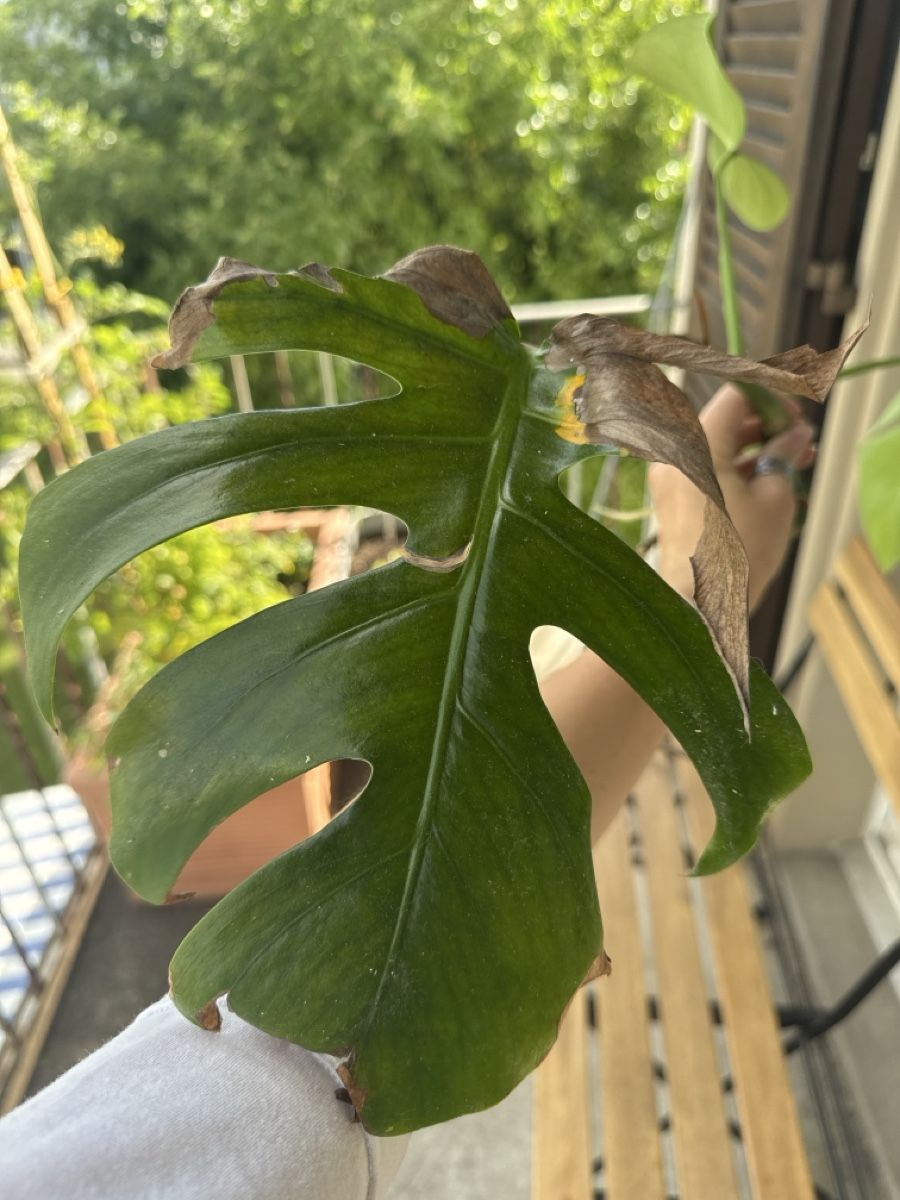Piante & sementi: Vergrünte Monstera Aurea – Usato da Villnachern venduto da Lommy 3