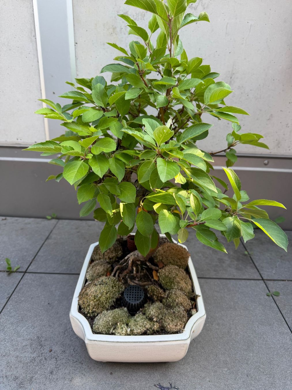 Piante & sementi: Zierapfel Bonsai – Usato da Ennetbaden venduto da miboo 2