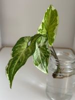 Syngonium Three Kings - Kopfstecklig #1
