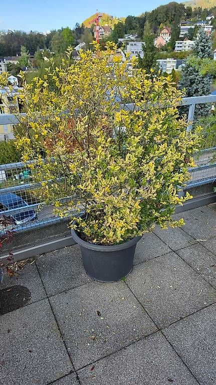 Plantes & graines: Noch mehr – D'occasion à Wald ZH par Lodenzeus 3