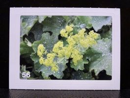 MIGROS MANIA Nature Detectives Nr. 56