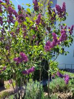 syringa vulgaris 120 cm