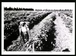 Fotografie Saint Paul / Algerien, algeri