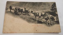 Kühe Retour du betail