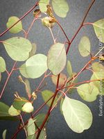 Eucalyptus Camphora - winterhart - Mountain Swamp Gum