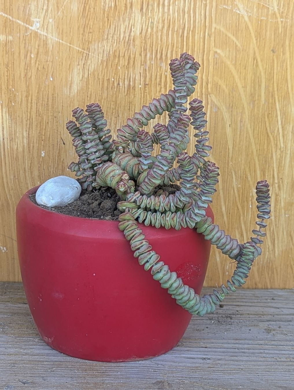 Piante & sementi: Crassula marnierana  – Usato da Comano venduto da che_8lc2 1