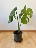 Monstera deliciosa – ca. 60 cm hoch 🌿