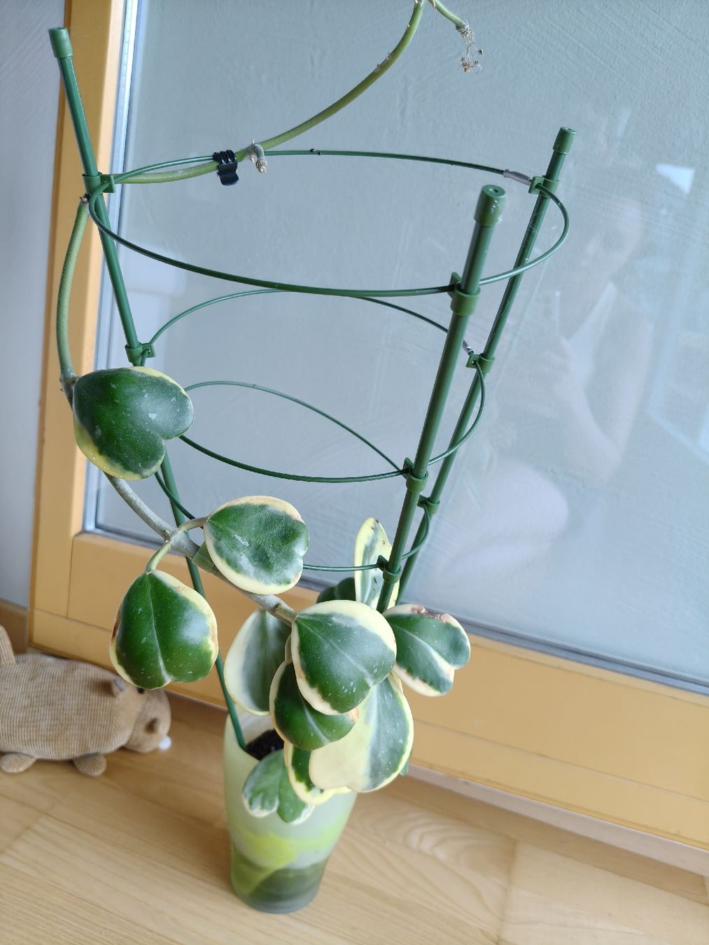 Plantes & graines: Hoya Kerrii Variegata – D'occasion à Chamoson par Yuriyaa 3