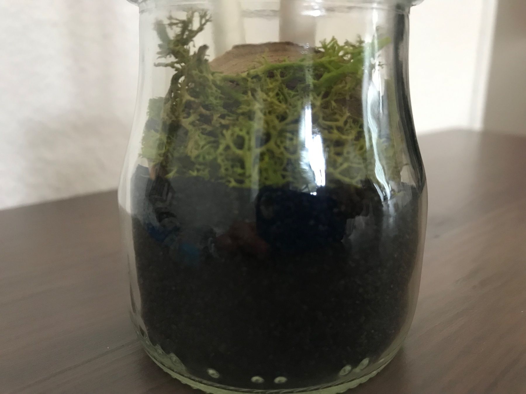Alle Dekorationen: dekoratives Sturzglas - Motiv: Wald – Neu und originalverpackt aus Lausanne von opi_92cn 8