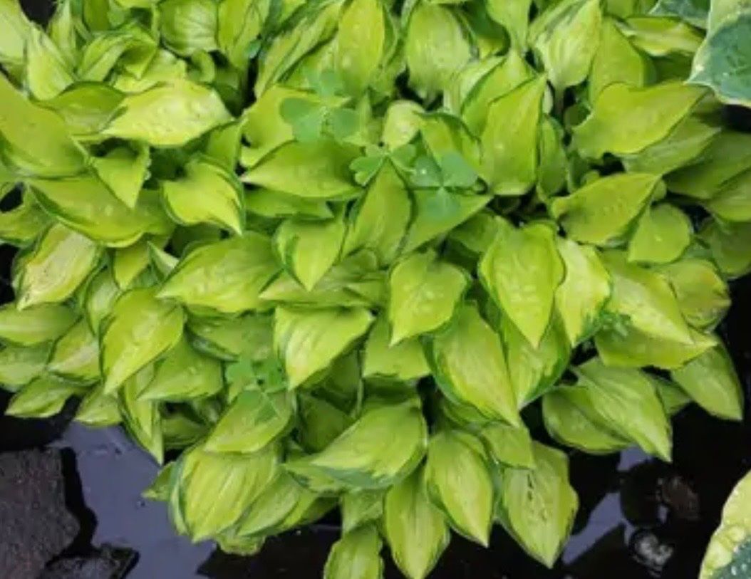 Pflanzen & Samen: Hosta Green With Envy – Gebraucht aus Lajoux JU von Briard0 2