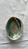 Schöne Abalone-Muschel, schimmernd, Deko, Sammlerstück