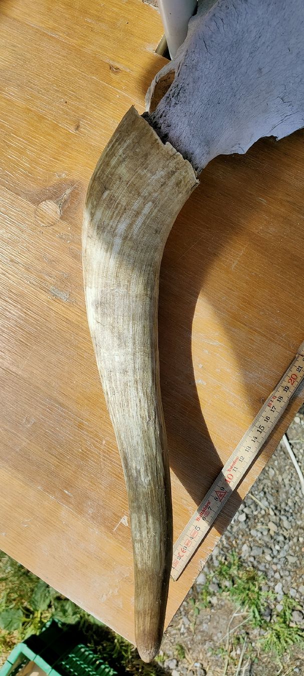 Welt der Tiere: Ochsen Schädel – Gebraucht aus Eschenz von ente27 1