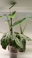 Monstera- calathea - Alocasia flydek