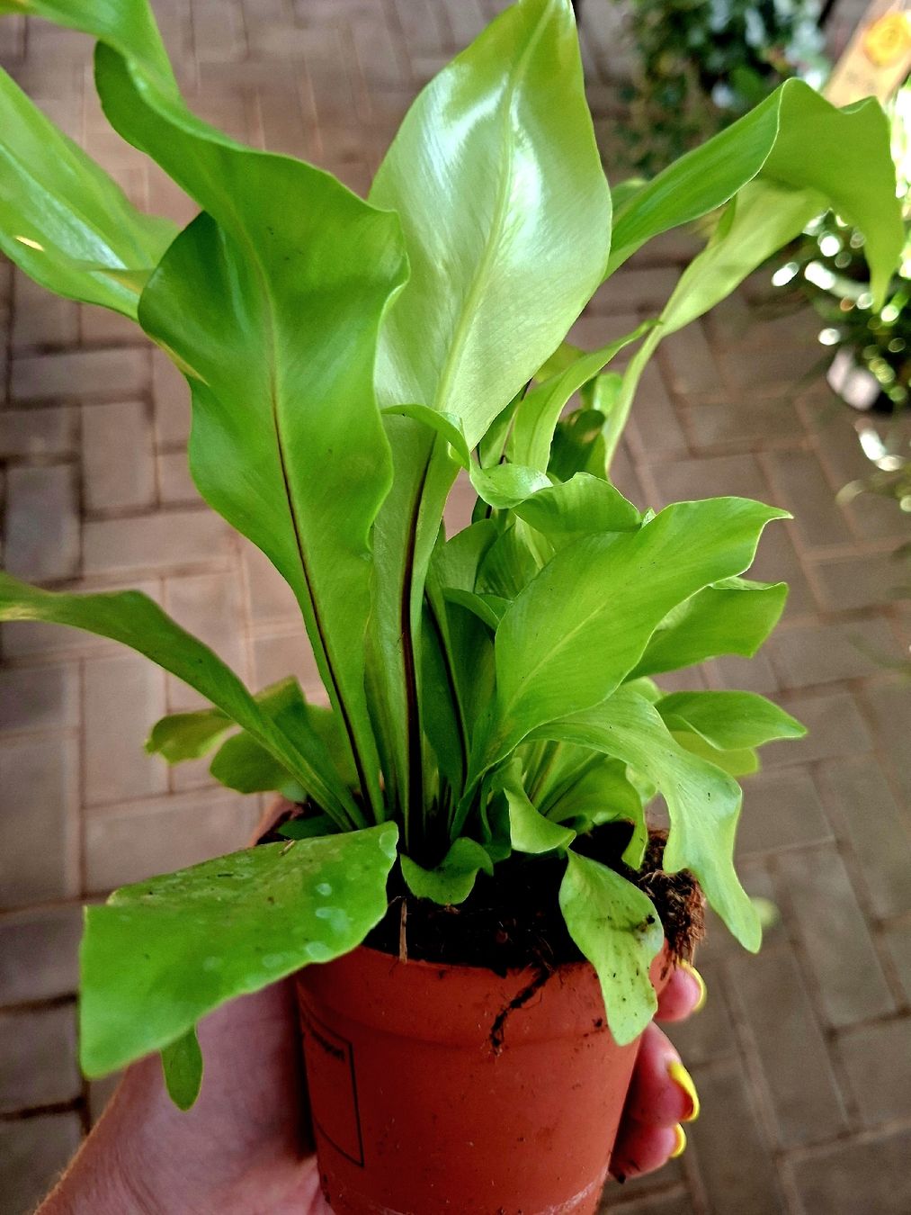 Piante & sementi: Zimmerpflanze: "Asplenium Nidus", H 15 cm – Nuovo e nell'imballaggio originale da Rovio venduto da POSITIFFARTandPLANTS