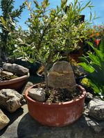 Bonsai Japanische Zierweide
