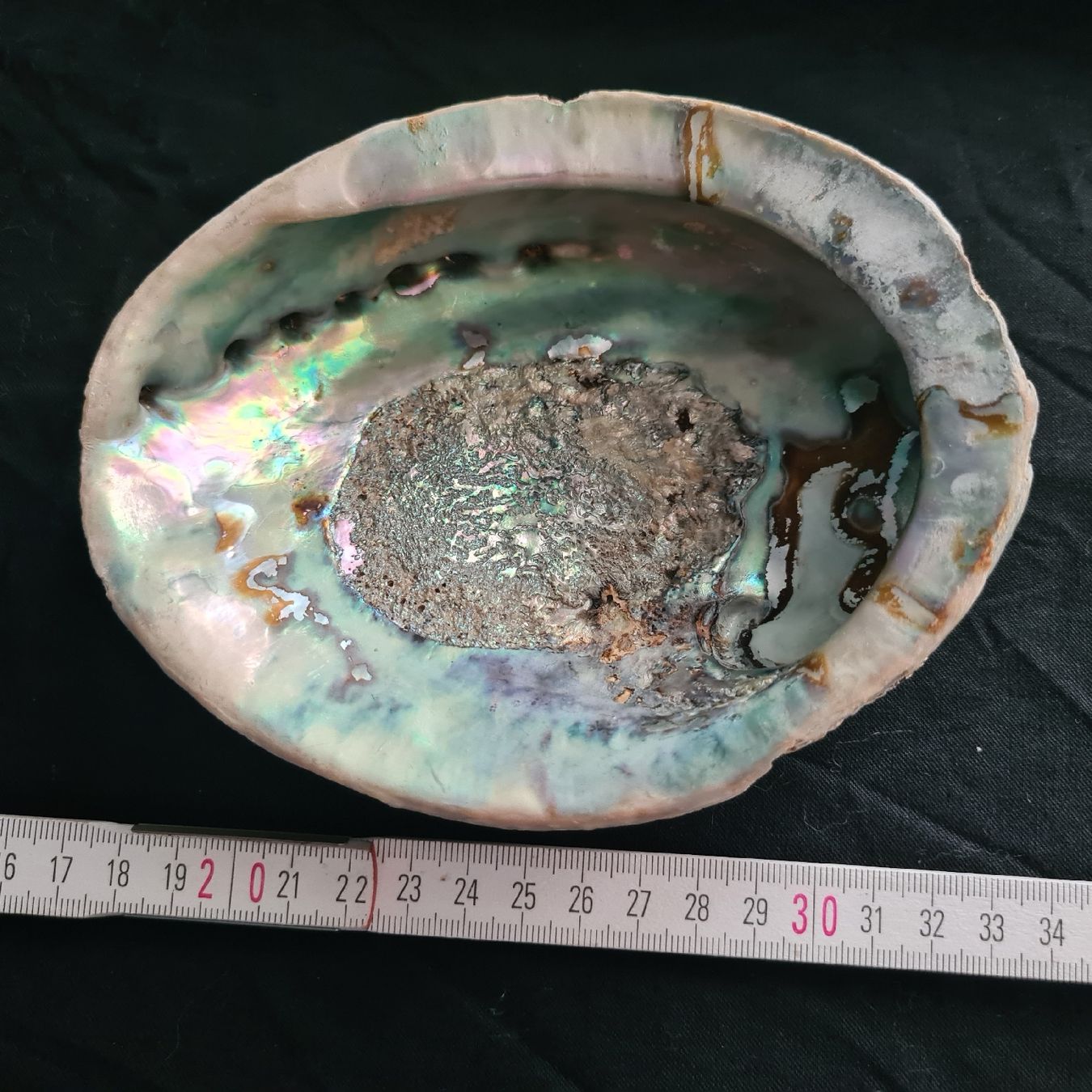 Fossilien: Grosse Abalone, Seeohrschnecken 2Stk. – Gebraucht aus Zuzwil SG von mko_6m7z 2