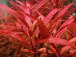 Aquariumpflanzen "Rotala Blood Red" im Korb