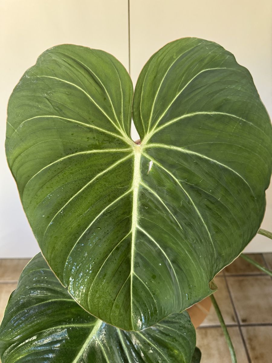 Piante & sementi: Philodendron Gloriosum  – Usato da Sugiez venduto da fabandy16 5