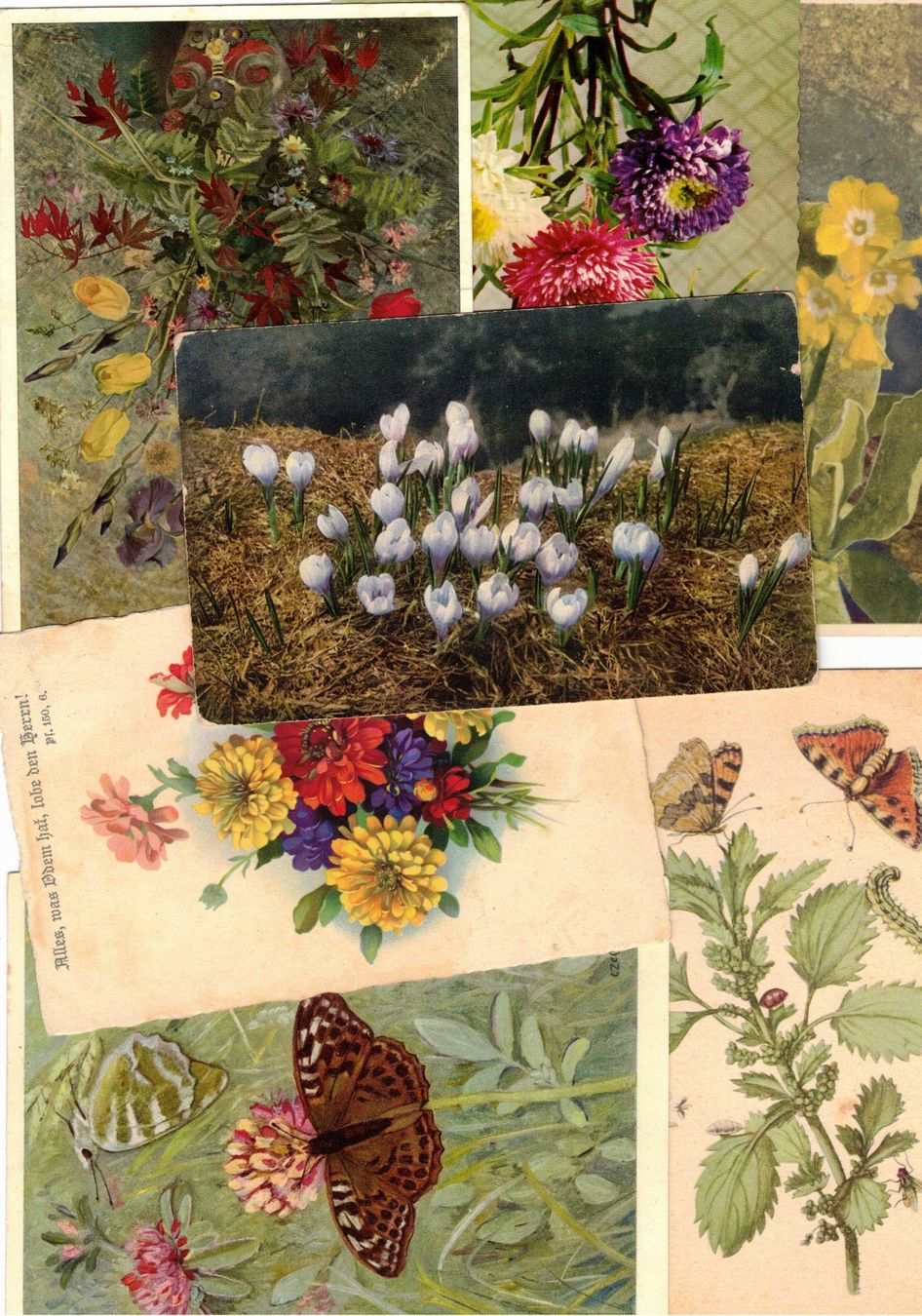 Cartoline postali: Blumen 34 Ansichtskarten 34 AK – Usato da Widnau venduto da Seppl480 2