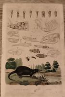 Gravure ancienne zoologie dents crânes insectes taupe