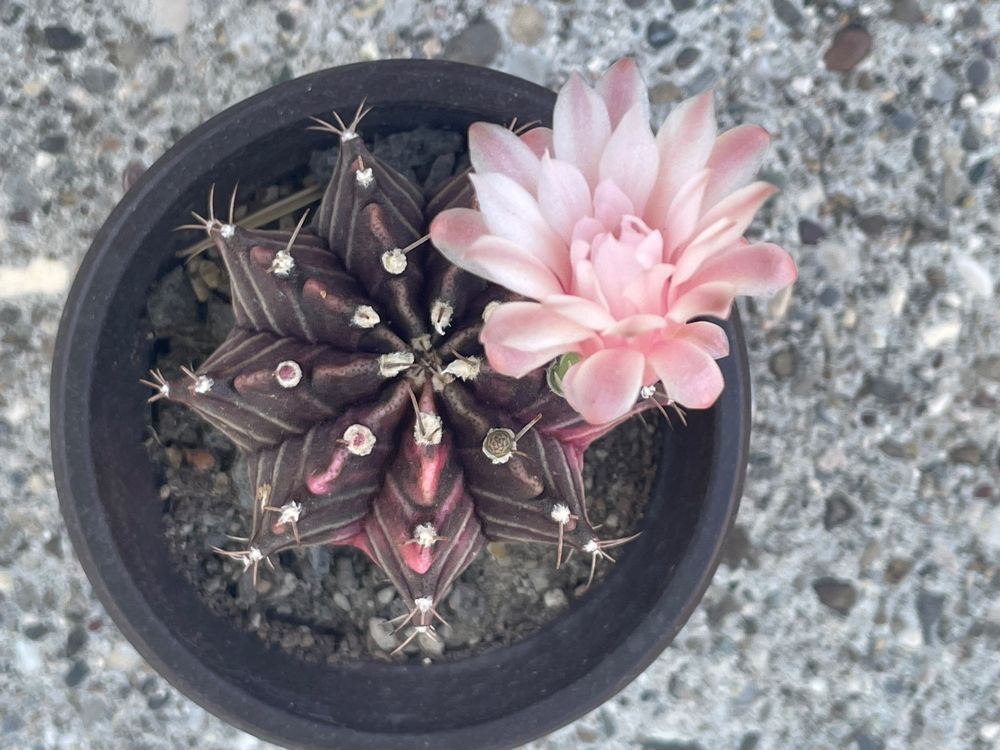 Gymno variegata | Kaufen auf Ricardo