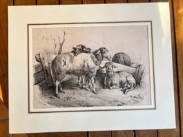 Gravure ancienne - scène pastorale avec moutons. Rare!