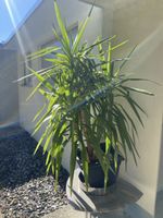 Yucca Palme im Topf guter Zustand