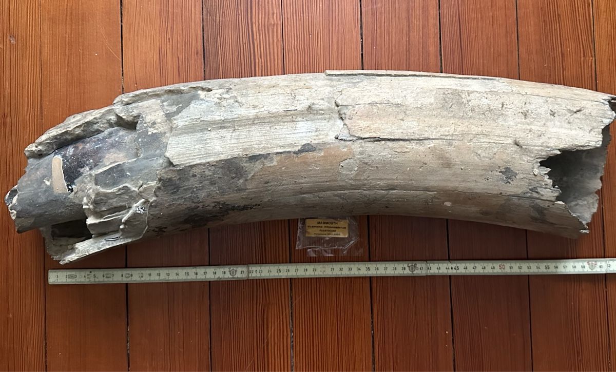 Fossili: Mammut Stooszahn – Usato da Zürich venduto da Peci007