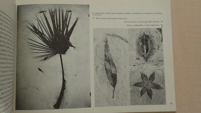 Libri: Buch Green River Fossilien – Usato da Rickenbach BL venduto da Oktober68 2