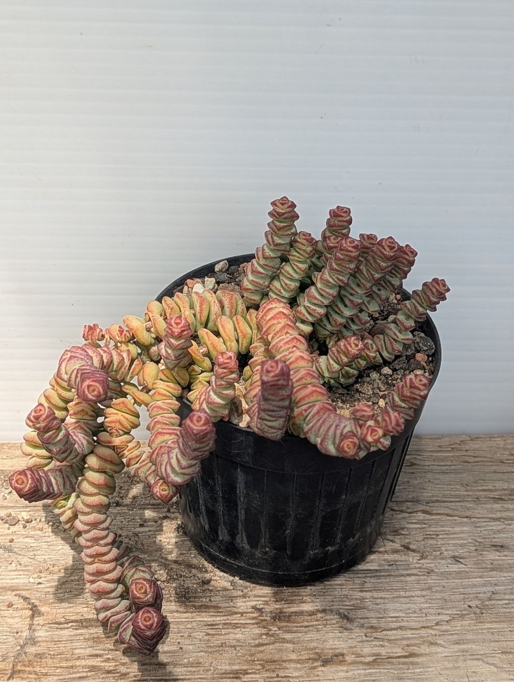 Piante & sementi: Crassula marnierana  – Usato da Comano venduto da che_8lc2