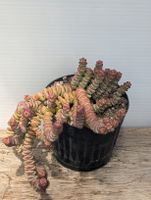 Crassula marnierana 