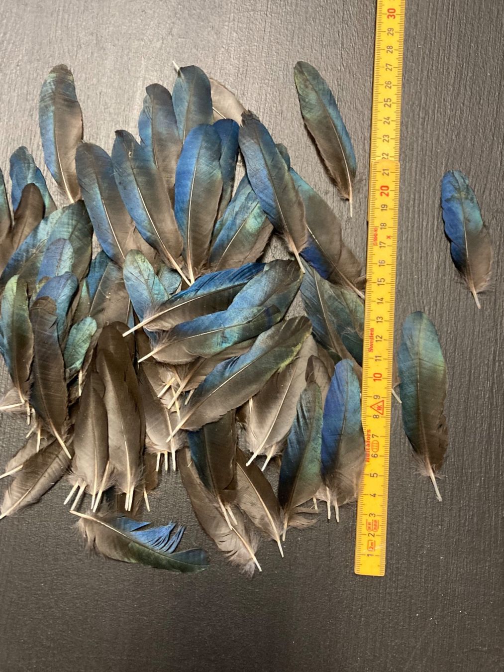 Welt der Tiere: Elsterfedern – Gebraucht aus Grosswangen von arum01