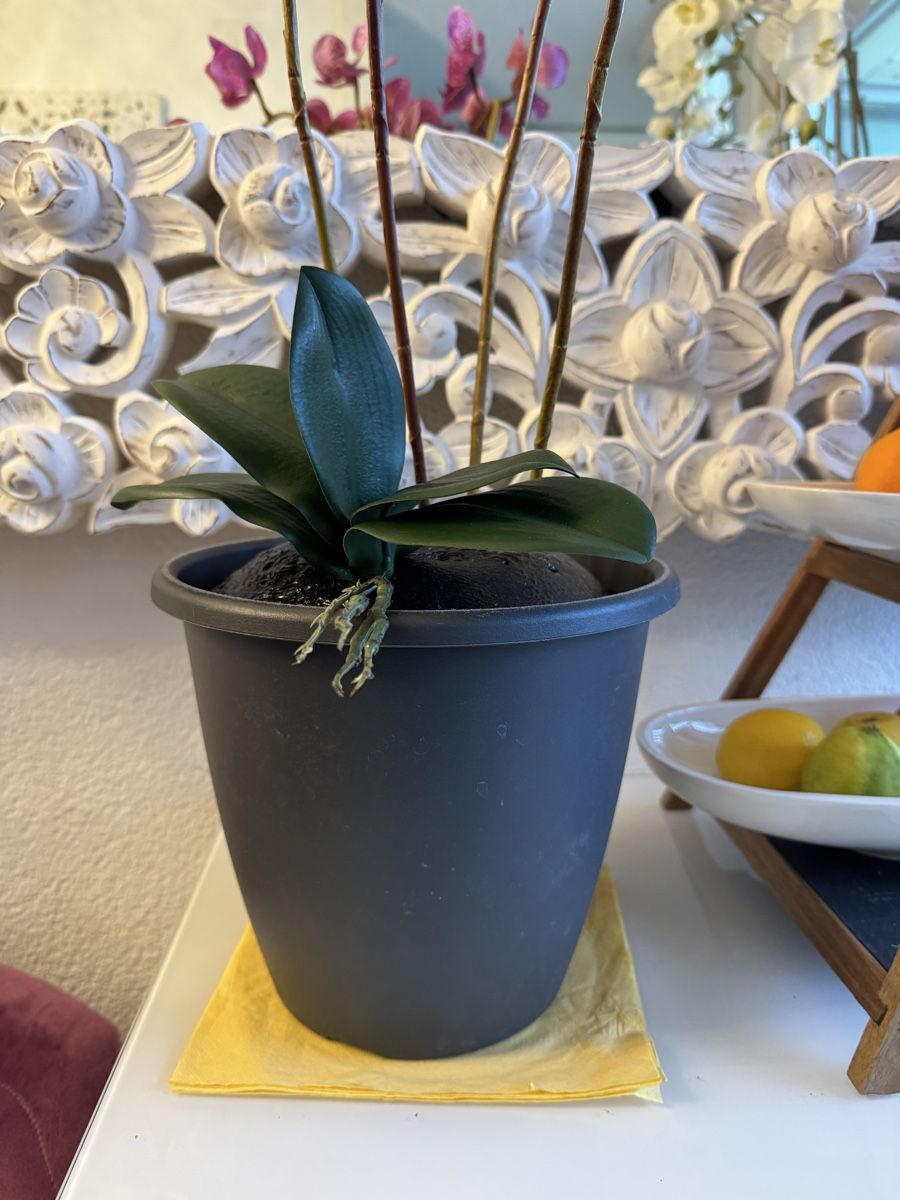 Tutte le decorazioni: Künstliche Orchideen lilac New – Nuovo (secondo la descrizione) da Zürich venduto da Privat4444 5