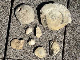 Fossilien, Versteinerungen