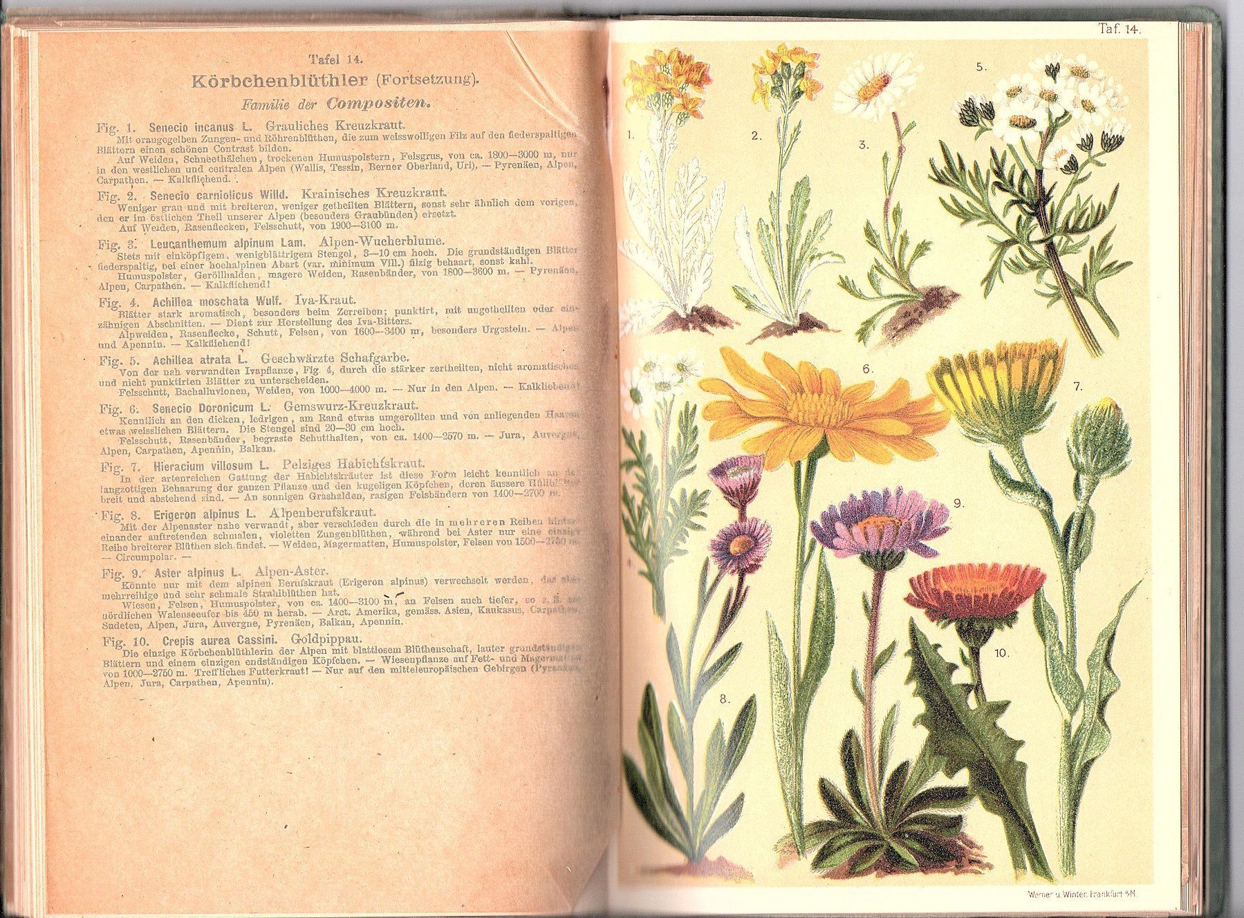 Libri: Alpenflora Schröter um 1910 – Usato da Mörschwil venduto da antiksalon 4