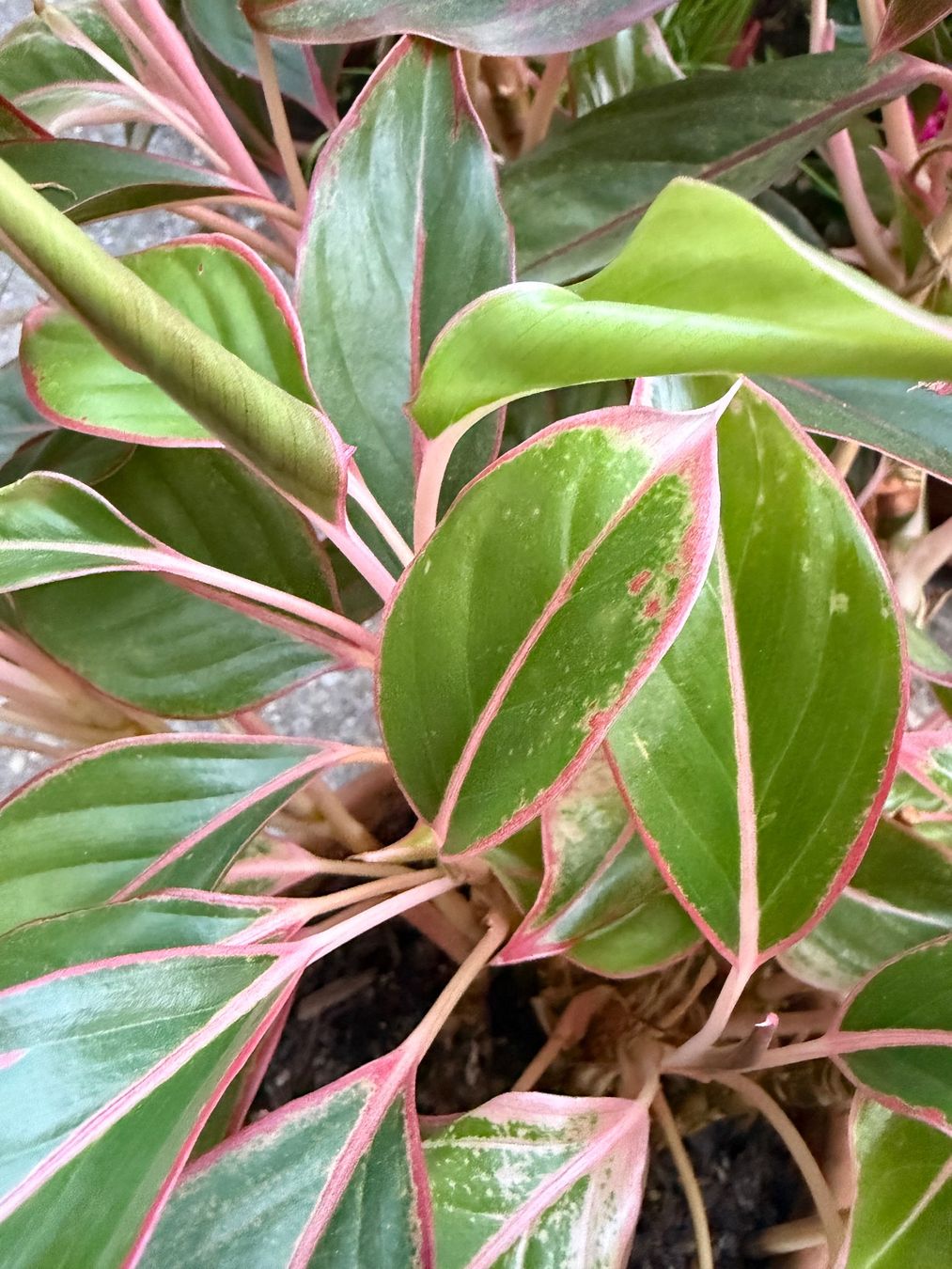 Plantes & graines: Aglaonema, grosser, bewurzelter Steckling – Neuf (Voir description) à Winterthur par Aniger 7