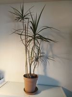 Drachenbaum, Dracaena marginata, Zimmerpflanze im Topf 