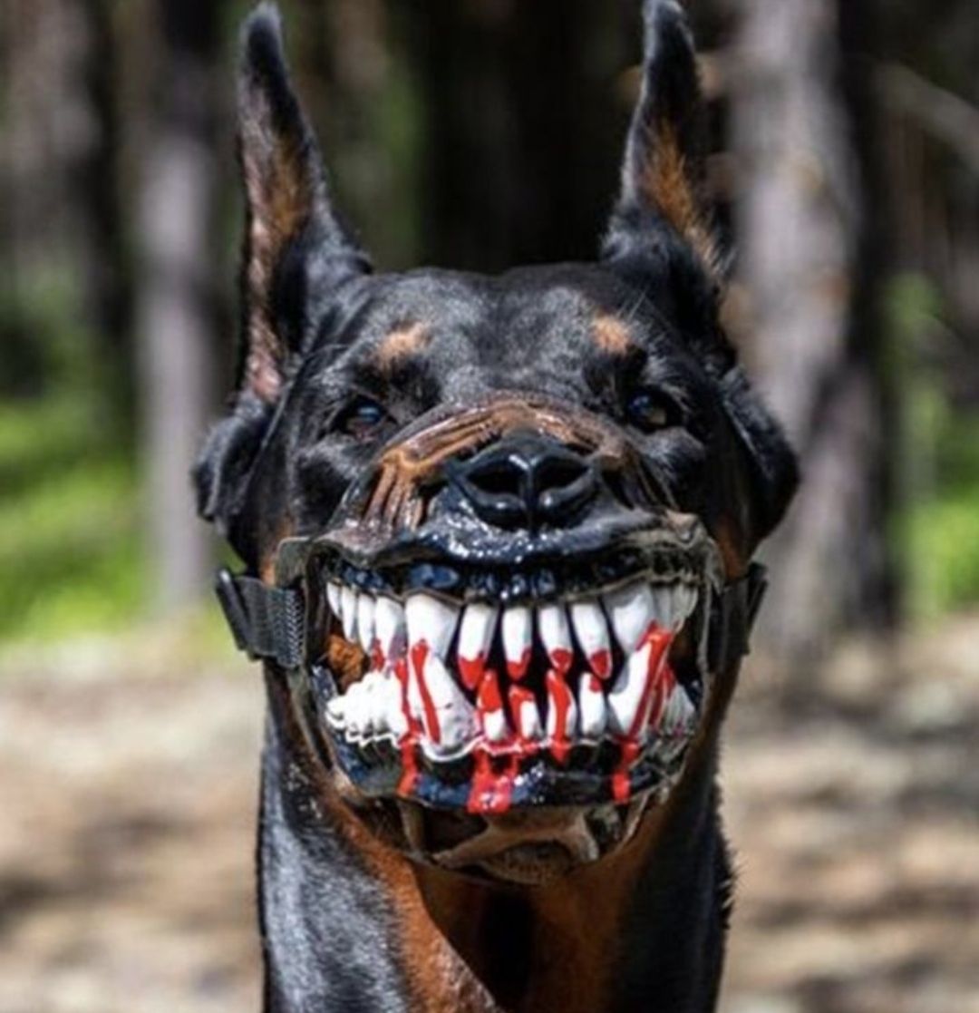 Maschere: Werwolf zombie Hunde maulkorb mit B – Nuovo (secondo la descrizione) da Luzern venduto da good-time