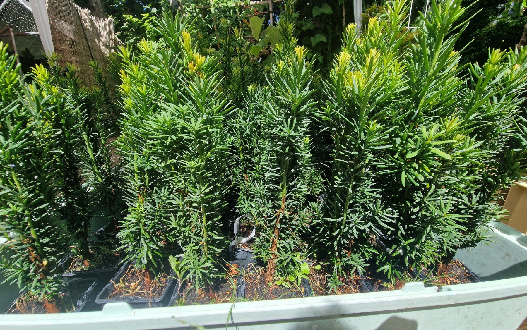 Piante & sementi: Säuleneibe Taxus baccata Fastigiata Robusta Eibe – Usato da Uerkheim venduto da Justi.y 4