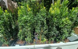Säuleneibe Taxus baccata Fastigiata Robusta Eibe