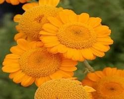 Bulgarische Staudenkamille - Anthemis s. - 80 Samen
