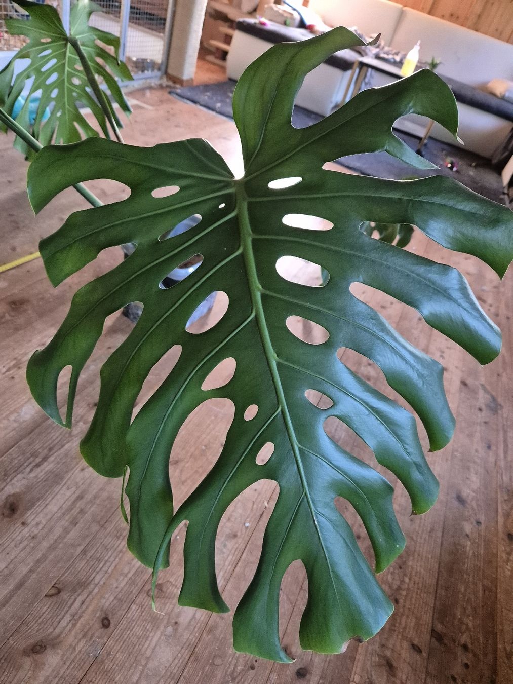XXL Ableger Monstera Deliciosa (Large) (Usato) a Fischingen per CHF 1   solo ritiro | Acquista su Ricardo