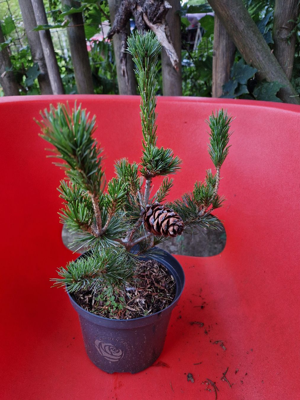 Piante & sementi: Mädchenkiefer(Pinus parviflora 'Negishii') – Nuovo (secondo la descrizione) da Jona venduto da obm_wz65 1
