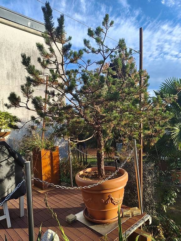 Pflanzen & Samen: Bonsai Kiefer im Topf – Gebraucht aus Stein am Rhein von har_pw2m