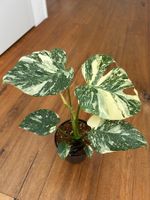 Monstera Thai Constellation💚