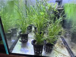 Lilaeopsis brasiliensis (Brasilianisches Gras)